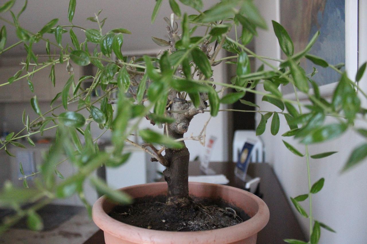 B&B A Casa Di Paola レッチェ エクステリア 写真
